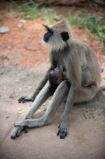 2016 Sri 2016 Sri LankaBolivia 02