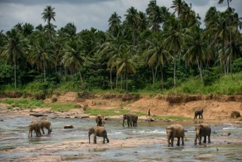 2016 Sri 2016 Sri LankaBolivia 14
