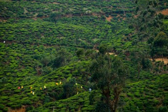 2016 Sri 2016 Sri LankaBolivia 21