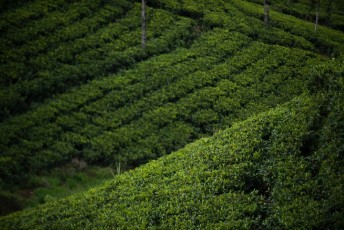 2016 Sri 2016 Sri LankaBolivia 24