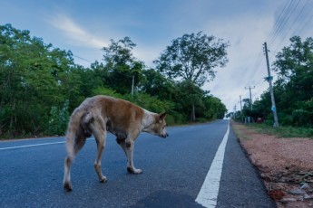 2016 Sri 2016 Sri LankaBolivia 40